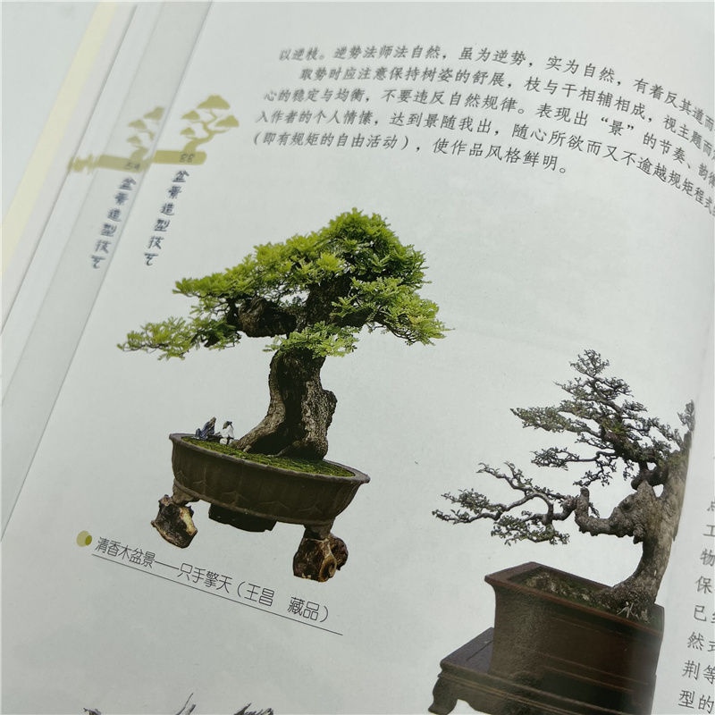 1698230931729053.jpg 盆景详情10.jpg